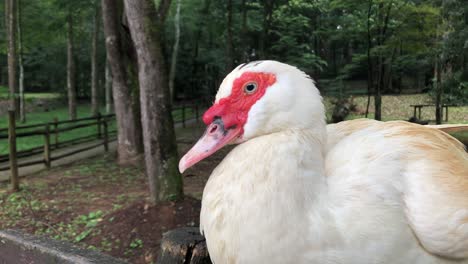 A-White-Muscovy-Duck-Sitting-Alone-On-Old-Wooden-Fence-In-A-Forest-Park-In-Praia-Horto,-Brazil---Closeup-Shot
