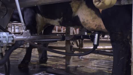 Milk-Pump-Extracting-Milk-From-Cow's-Udder