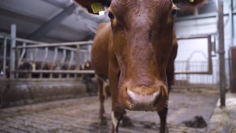 Macro-close-up-of-Norwegian-red-Cow-inside-barn-looking-straight-into-camera