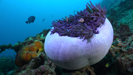 Rosa-Stinktier-Anemonenfische-Schwimmen-In-Geschlossenen-Seeanemonen-Auf-Tropischen-Korallenriffen-Mit-Blauem-Ozean-Als-Hintergrund