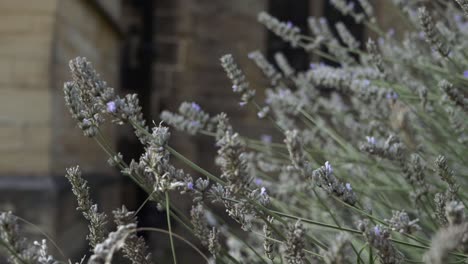 Lavender-flowers-growing-in-old-churchyard-medium-tilting-shot