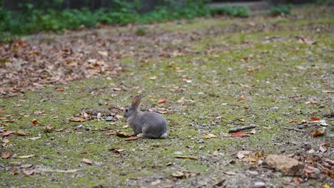 Lindo-Conejo-Gris-Comiendo-Hierba-En-Okunoshima,-Isla-Del-Conejito-De-Japón