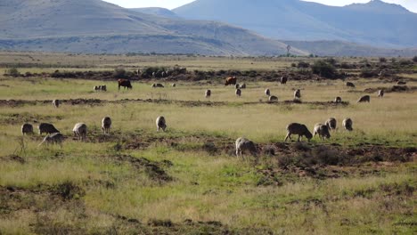 Sheep-farming-in-the-Great-Karoo