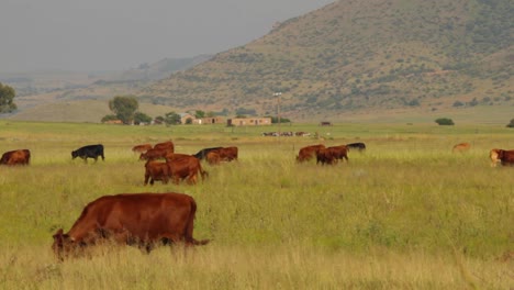 Cattle-grazing-in-the-fields