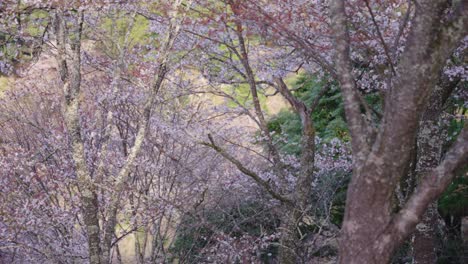 Cherry-Trees-in-Spring,-Pan-over-Japanese-Mountain-Park-in-Yoshino