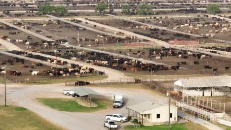 Trucks-and-cowboy-riding-on-horseback-round-up-cattle-at-feedlot