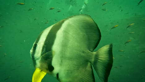 slow-motion-of-single-bat-fish-in-tropical-emerald-green-ocean,-scuba-divers-in-background