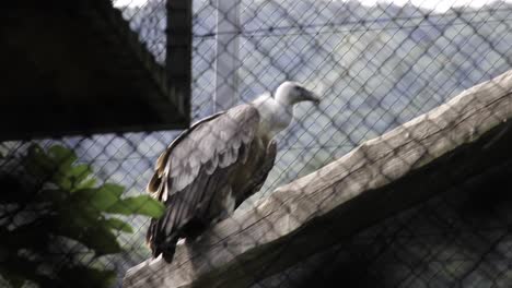 Vulture-bird-in-captivity