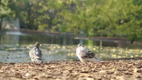 Dos-Pájaros-Cerca-Del-Lago-Disfrutando-Del-Clima-Cálido-Durante-La-Puesta-De-Sol-En-El-Parque-De-Viena,-Stadtpark---Wien-Mitte
