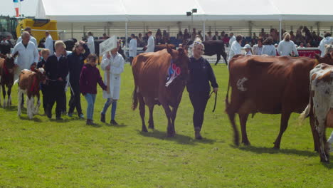 Royal-Cornwall-Show-2022-In-Wadebridge-Mit-Rindern,-Die-Für-Eine-Große-Paradezeremonie-über-Ein-Feld-Laufen