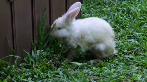 Kaninchen-Im-Gras