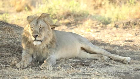 Wide-shot-of-a-sleepy-male-lion-laying-in-the-shade,-Mashatu-Botswana