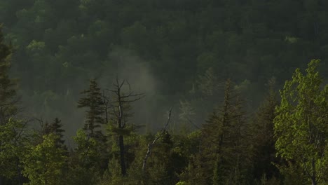 Aerial-shot-tracking-through-treeline-of-dense-forest-with-fog