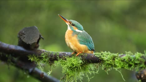 Close-up-static-shot-of-a-kingfisher-sitting-on-a-moss-covered-branch-as-it-looks-around-then-flies-off,-slow-motion