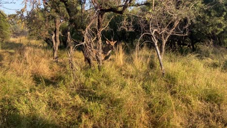 Darted-Eland-spiral-horned-antelope-walking-clumsily-through-African-savannah-bush