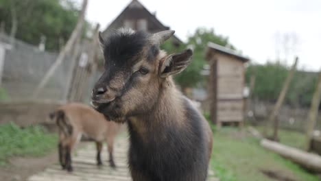 Close-up-of-Cute-little-brown-goat-feeding-himself-with-another-small-goat-standing-behind