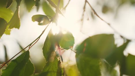 Morgens-Trifft-Der-Erste-Sonnenstrahl-Auf-Frische-Blätter