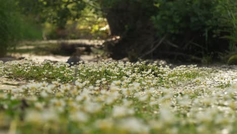 Low-shot-of-crow-foot-river-plants-on-a-mountain-river-water-in-slow-motion-4K