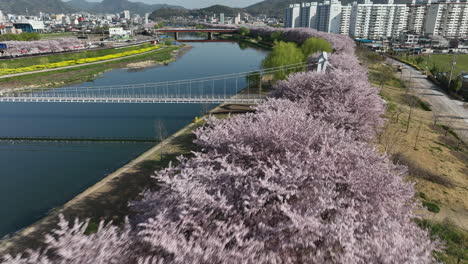 Aerial:-Flying-over-cherry-blossoms-in-Suncheon,-South-Korea