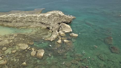Luftaufnahme-Von-Schwimmern,-Die-Das-Klare-Wasser-In-Sharks-Cove-2-Genießen