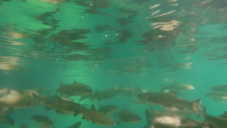 School-of-fish-swim-close-to-camera-underwater,-river-in-forest-environment