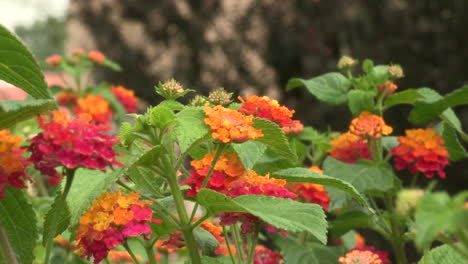 Lantana-Arbustiva-or-Cambará-de-Jardim,-has-flowers-of-different-colors-such-as:-yellow,-white,-pink-and-orange