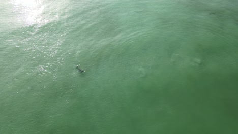 Ein-Delphin-Wird-Allein-Im-Meer-Zwischen-Strand-Und-Sandbankbereich-Spielend-Gefunden