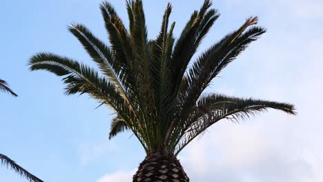 Feather-like-Shape-And-Evergreen-Fronds-Of-The-Palm-Tree-In-Estepona,-Spain