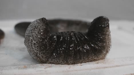Sea-cucumber-on-a-white-background