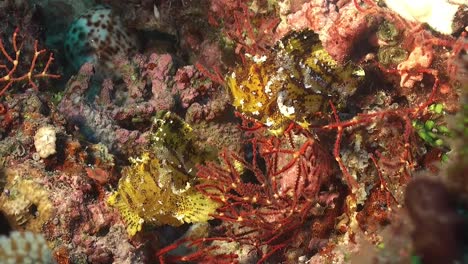 Dos-Peces-Escorpión-De-Hoja-Amarilla-En-Arrecifes-De-Coral-En-Las-Maldivas