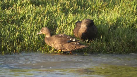 Zwei-Afrikanische-Schwarze-Enten-Trinken-Und-Putzen-Sich-Auf-Dem-Gras-Entlang-Des-Flusses,-Goldene-Stunde