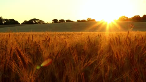 The-setting-sun-rays-touch-the-field-of-wheat-bringing-out-the-golden-glow