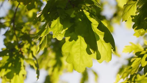 Close-up-of-lobed-leaves-of-an-oak-tree-illuminated-by-scenic-sunlight