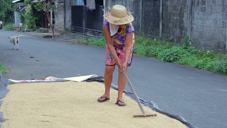 female-farmer-manual-sun-drying-grain-rice-on-road