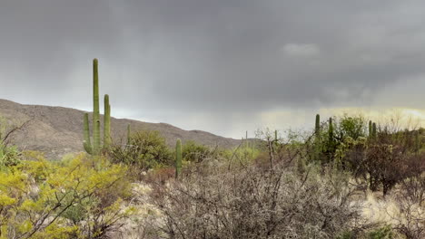Dry-arid-Arizona-Sonoran-desert-scene,-handheld-shot-4k