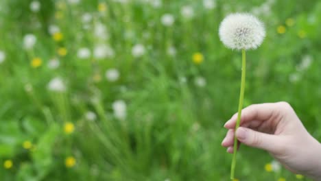 Side-view-of-woman-hands-showing-dandelion-being-blown-away-with-green-farms-in-background