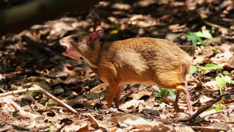 Seen-chewing-some-fruits-while-the-camera-tilts-downwards-as-seen-in-the-forest-during-summer,-Lesser-Mouse-deer-Tragulus-kanchil,-Khaeng-Krachan-National-Park,-Thailand