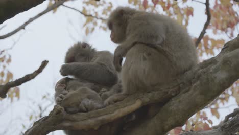 Japanese-Macaque-Family-in-Tree,-Grooming-and-Picking-Bugs-From-Fur