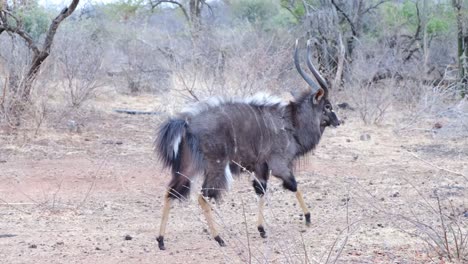 Antilope-Wandert-Durch-Die-Sehr-Trockene-Und-Buschige-Savannenlandschaft