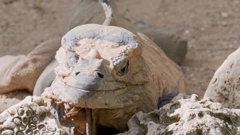 Incredible-close-up-shot-of-iguana-sunbathing-changing-skin
