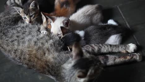 Breastfeeding-Kittens