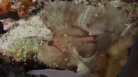 Weißblatt-Skorpionfisch-Am-Korallenriff