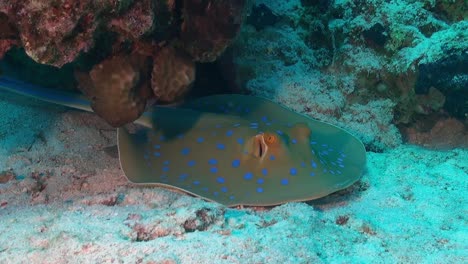 blue-spotted-ribbontail-stingray-resting-under-coral-rock-on-coral-reef