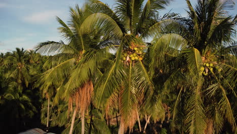 Aerial,-top-of-coconut-palm-trees-in-tropical-paradise