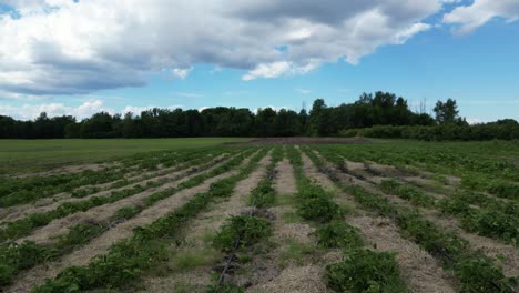 Strawberry-field-with-rows-of-bushes-and-no-people,-rising-shot