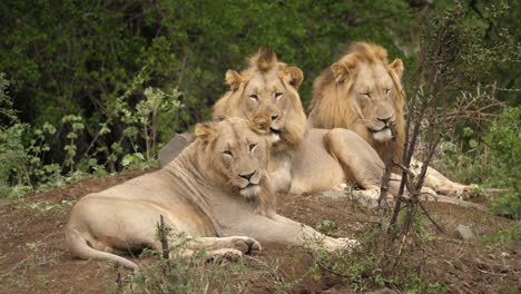 A-trio-of-male-lions-sleep-peacefully-amongst-the-savannah-trees