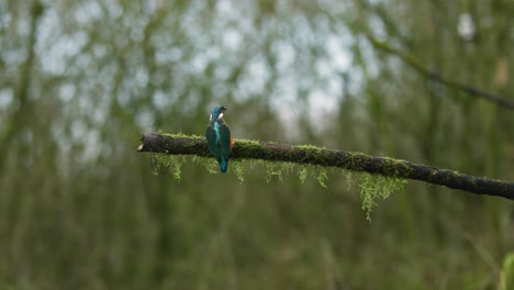 Wide-shot-of-a-kingfisher-flying-up-to-a-branch-and-landing-before-looking-around-for-fish-in-a-beautiful-woodland-scene