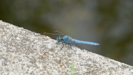 Blue-Dragonfly-on-concrete----close-up-view