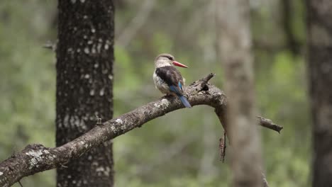Brown-Hooded-Kingfisher-bird-perched-on-tree-branch-in-gentle-breeze