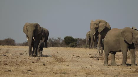 Weitwinkelaufnahme-Einer-Matriarchin,-Die-Die-Herde-über-Die-Trockenen-Ebenen-In-Mashatu,-Botswana,-Führt